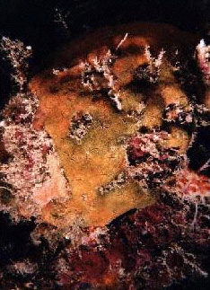  Astrosclera willeyana (Encrusting Orange Sponge )